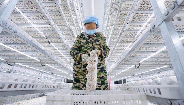 畢節(jié)農(nóng)投菌業(yè)：一季度食用菌產(chǎn)值突破3000萬元