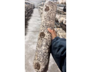 供應猴頭菇菌棒