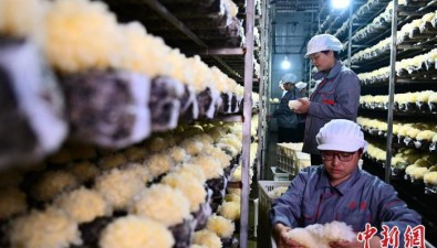 福建古田：銀耳產量占全球85%以上