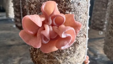 山東東平縣商老莊：粉木耳開出“致富花”