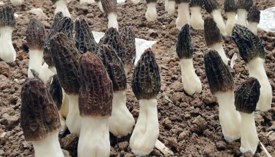 甘肅張家川：羊肚菌工廠化生產“出圈”，三期新建26座大棚