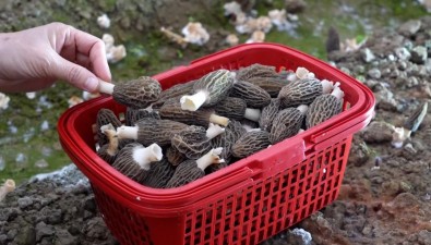 江西省大余縣河洞鄉：年產食用菌50萬斤