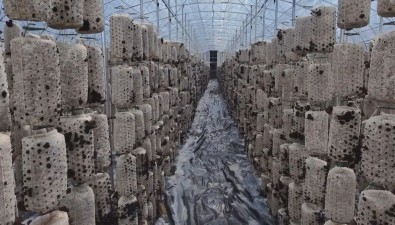 安徽無為市福渡鎮黃金壩村菌菇飄香