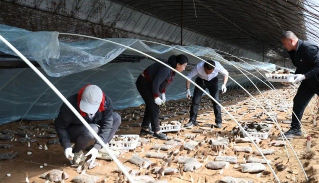 內蒙古烏審旗圖克鎮呼吉爾特村羊肚菌基地逐漸擴大