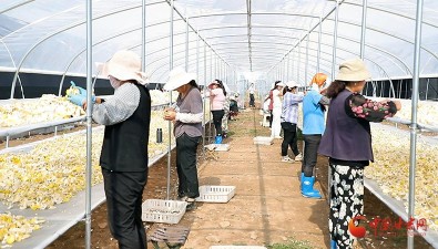 甘肅莊浪：雙輪驅動激活食用菌產業發展