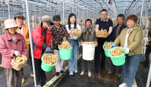 甘肅武山樺林鎮食用菌示范園菌菇采收，村集體增收超30萬元