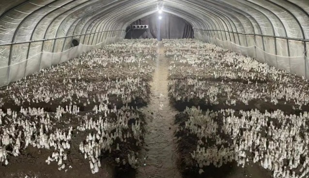 千菇園打造集“賞、采、食”于一體的食用菌種植觀光園