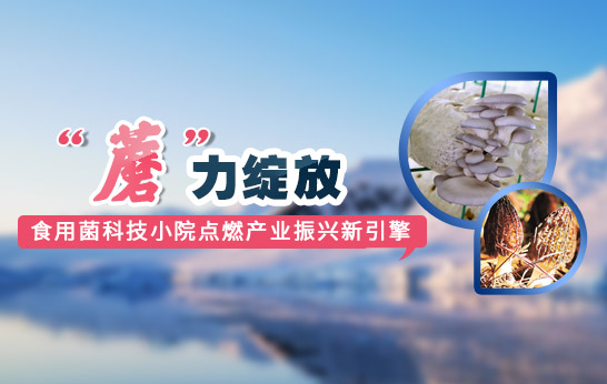 蘑力綻放 食用菌科技小院點燃產業振興新引擎