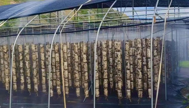 甘肅清水王河鎮(zhèn)：吊掛木耳58萬(wàn)棒