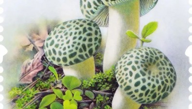 “國(guó)家名片”上新！印上特種郵票的“四菌子”你認(rèn)識(shí)嗎？