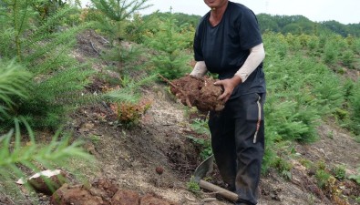 福建：清流國有林場中藥材茯苓種植基地2049畝迎來采收期