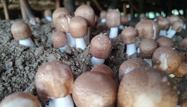 云南云縣：姬松茸產量產值逐年攀升