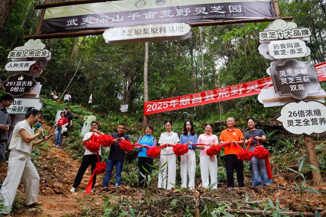 福建：順昌千畝荒野靈芝迎來豐收季