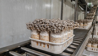 祥川生物科技有限公司致力于推動食用菌工業化、智能化生產