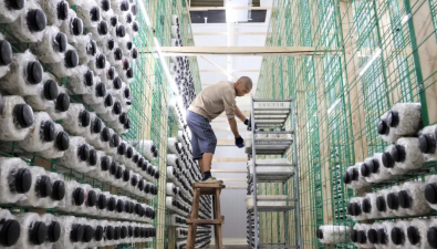 投資9000萬元加碼“金針菇”，琪英菌業擴建項目陸續投產