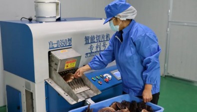 福建連城：姑田鎮靈芝加工項目2個月建成投產