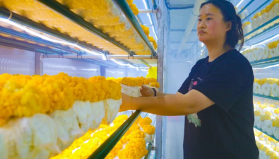河北青縣：智慧云艙結出“金疙瘩”