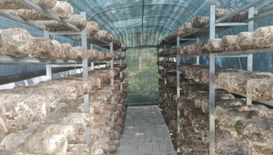 甘肅兩當左家鄉：“小群體大規模”模式種菌菇，計劃推廣10萬袋