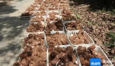 海南瓊中握岱村：種植虎乳靈芝產值約70多萬元