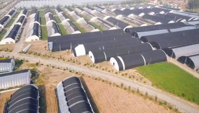 天津市薊州區：雙河灣食用菌產業園部分溫室大棚等項目公開發包
