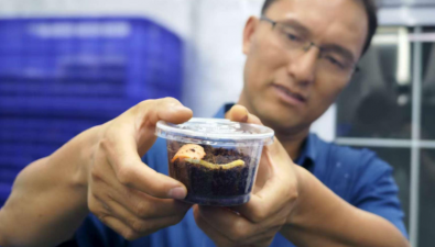 阜陽師范大學成功實現冬蟲夏草人工培植
