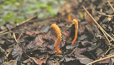 湖北襄陽保康境內首次發現北冬蟲夏草